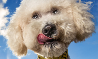 poodle mix